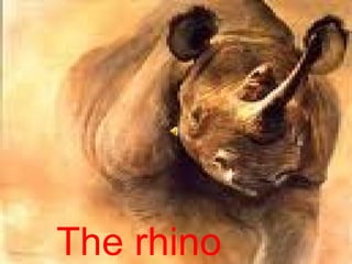 The rhino 