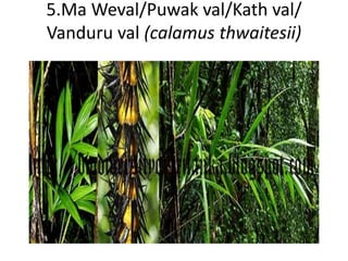 5.Ma Weval/Puwak val/Kath val/ 
Vanduru val (calamus thwaitesii) 
 