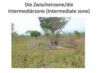 Die Zwischenzone/die 
Intermediärzone (Intermediate zone) 
 
