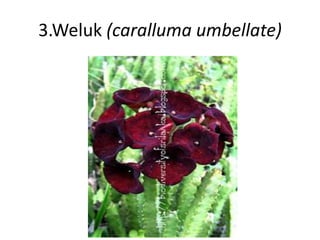 3.Weluk (caralluma umbellate) 
 