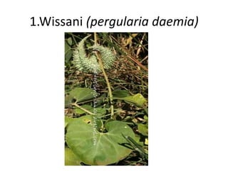 1.Wissani (pergularia daemia) 
 