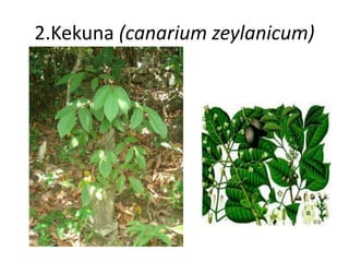 2.Kekuna (canarium zeylanicum) 
 