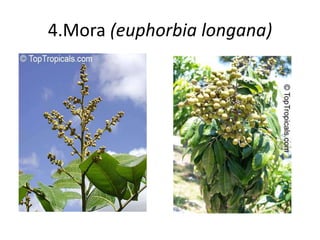 4.Mora (euphorbia longana) 
 