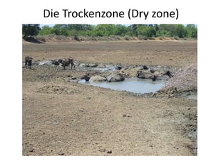 Die Trockenzone (Dry zone) 
 