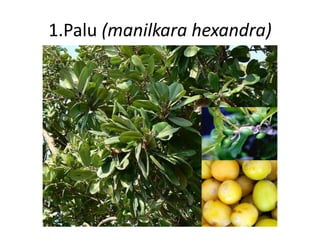 1.Palu (manilkara hexandra) 
 