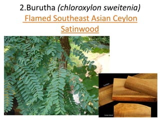 2.Burutha (chloroxylon sweitenia) 
Flamed Southeast Asian Ceylon 
Satinwood 
 
