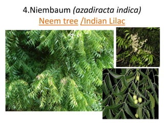 4.Niembaum (azadiracta indica) 
Neem tree /Indian Lilac 
 