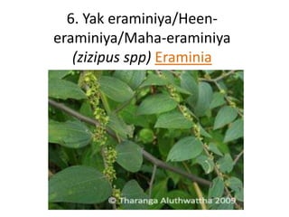 6. Yak eraminiya/Heen-eraminiya/ 
Maha-eraminiya 
(zizipus spp) Eraminia 
 