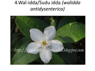 4.Wal-idda/Sudu idda (walidda 
antidysenterica) 
 