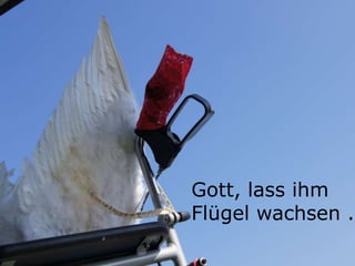 Gott,
lass ihm Flügel
wachsen
Gott, lass ihm
Flügel wachsen ..
 