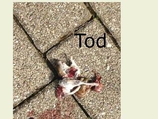 Tod
 
