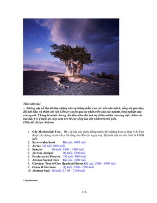 116
T m nhìn dài
... Nh ng cây c th ñã làm ch ng cho s thăng tr m c a các n n văn minh, s ng sót qua thay
ñ i khí h u, và th m chí v n kiên trì xuyên qua s phát tri n c a các ngành công nghi p c a
con ngư i. Chúng là minh ch ng cho t m nhìn dài mà m thiên nhiên có trong vi c chăm sóc
trái ñ t. V i ý nghĩ ñó, hãy xem xét 10 cây s ng lâu ñ i nh t trên th gi i.
(Tiêu ñ : Bryan Nelson)
1. Cây Methuselah Tree ðây là loài cây ñư c tr ng trư c khi nh ng kim t tháp Ai C p
ñư c xây d ng và nó v n còn s ng cho ñ n t n ngày nay. ð tu i c a nó ư c tính là 4.800
tu i
2. Sarv-e-Abarkooh ð tu i: 4000 tu i
3. Alerce ð tu i 3600: tu i
4. Senator ð tu i: 3400 – 3500 tu i
5. Jardine Juniper ð tu i: 3200 tu i
6. Patriarca da Floresta ð tu i: 3000 tu i
7. Alishan Sacred Tree ð tu i: 3000 tu i
8. Chestnut Tree of One Hundred Horses ð tu i: 2000 - 4000 tu i
9. General Sherman ð tu i: 2300 - 2700 tu i
10. Jhomon Sugi ð tu i: 2.170 – 7.200 tu i
1. Cây Methuselah
 