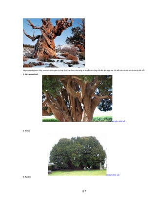 117
ðây là loài cây ñư c tr ng trư c khi nh ng kim t tháp Ai C p ñư c xây d ng và nó v n còn s ng cho ñ n t n ngày nay. ð tu i c a nó ư c tính là hơn 4.800 tu i
2. Sarv-e-Abarkooh
ð tu i: 4000 tu i
3. Alerce
ð tu i 3600: tu i
4. Senator
 