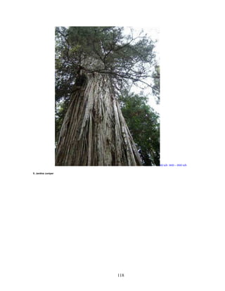 118
ð tu i: 3400 – 3500 tu i
5. Jardine Juniper
 