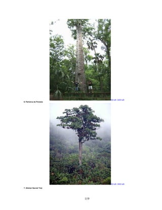 119
ð tu i: 3200 tu i
6. Patriarca da Floresta
ð tu i: 3000 tu i
7. Alishan Sacred Tree
 