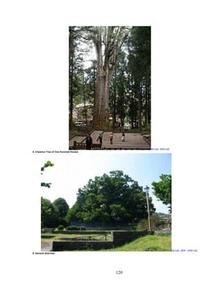 120
ð tu i: 3000 tu i
8. Chestnut Tree of One Hundred Horses
ð tu i: 2000 - 4000 tu i
9. General Sherman
 