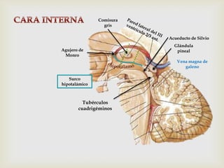 Comisura
gris
Agujero de
Monro
Acueducto de Silvio
Glándula
pineal
Surco
hipotalámico
Tubérculos
cuadrigéminos
Vena magna de
galeno