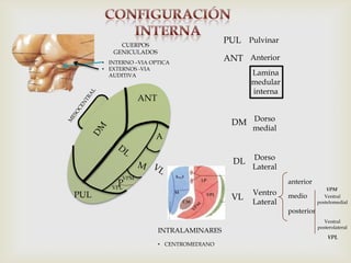 Pulvinar
Lamina
medular
interna
Dorso
medial
Dorso
Lateral
Ventro
Lateral
anterior
medio
posterior
PUL
PUL
AnteriorANT
ANT
DM
DL
VL
A
P
Ventral
posterolateral
Ventral
postelomedial
VPM
VPM
VPL
VPL
INTRALAMINARES
• CENTROMEDIANO
CUERPOS
GENICULADOS
• INTERNO –VIA OPTICA
• EXTERNOS -VIA
AUDITIVA