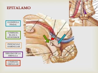 GLÁNDULA
PINEAL
COMISURA
BLANCA
APOSTERIOR
TRÍGONO DE LA
HBÉNULA
PEDÚNCULO
HABENULAR
COMISURA
HBENULAR