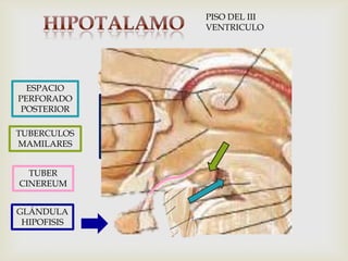 ESPACIO
PERFORADO
POSTERIOR
TUBERCULOS
MAMILARES
TUBER
CINEREUM
GLÁNDULA
HIPOFISIS
PISO DEL III
VENTRICULO