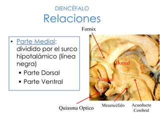 DIENCÉFALO
Relaciones
• Parte Medial:
dividido por el surco
hipotalámico (línea
negra)
 Parte Dorsal
 Parte Ventral
Acueducto
Cerebral
Dorsal
Fornix
Quiasma Optico
Ventral
Mesencéfalo
CC
 