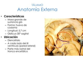 TÁLAMO
Anatomía Externa
• Características
– Masa grande de
sustancia gris
– Forma: huevo de
codorniz
– Longitud: 5,7 cm
– Oblícuo 30° sagital
• Ubicación
– Diencéfalo
– A cada lado del III
ventrículo (pared lateral)
– Parte más rostral del
tronco encefálico
 