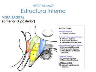 HIPOTÁLAMO
Estructura Interna
VISTA SAGITAL
(anterior  posterior)
 