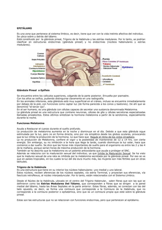 EPITÁLAMO 
Es una zona que pertenece al sistema límbico, es decir, tiene que ver con la vida instinto afectiva del individuo. 
Se ubica sobre y detrás del tálamo. 
Está constituido por la glándula pineal, Trígono de la Habénula y las estrías medulares. Por lo tanto, se podrían 
clasificar en estructuras endocrinas (glándula pineal) y no endocrinas (núcleos habenulares y estrías 
medulares). 
Glándula Pineal o Epífisis 
Se encuentra entre los colículos superiores, colgando de la parte posterior. Envuelta por piamadre. 
Con los años se osifica, pudiendo distinguirse claramente en una radiografía. 
En los animales inferiores, esta glándula está muy superficial en el cráneo, incluso se encuentra inmediatamente 
por debajo de la piel, con funciones como captar luz (de forma parecida a los conos y bastones). De ahí que se 
denomine “el tercer ojo”. 
En el ser humano, es una glándula con células capaces de secretar una sustancia denominada Melatonina. 
La glándula pineal es una estructura que contiene neuronas, células de glía y células secretoras especializadas 
llamadas pinealocitos. Estos últimos sintetizan la hormona melatonina a partir de la serotonina, especialmente 
durante la noche. 
Funciones Melatonina 
Ayuda a Restaurar el cuerpo durante el sueño profundo. 
La producción de melatonina aumenta en la noche y disminuye en el día. Debido a que esta glándula sigue 
estimulada por la luz, pero no en forma directa, sino por vía simpática desde los globos oculares, provocando 
que la luz inhiba la producción de la hormona. Lo que hace que Regule el ritmo de los ciclos circadiano. 
La no producción de Melatonina, confiere el vigor y la posibilidad de mantenerse de 12 a 14 hrs. con cierta 
energía. Sin embargo, su no inhibición a la hora que llega la tarde, cuando disminuye la luz solar, hace que 
comience a dar sueño. Se dice que las horas más importantes de sueño para el organismo es entre las 2 y las 4 
de la mañana, porque serían horas de máxima producción de la hormona. 
También se ha descrito que la melatonina es un potente antioxidante que ayuda a proteger el SNC. 
Además se relaciona con la maduración sexual del individuo, ya que Inhibe la Maduración Sexual. Se ha visto 
que la madurez sexual de una rata es inhibida por la melatonina secretada por la glándula pineal. Por eso se ve 
que en países tropicales, en los cuales la luz del día dura mucho más, las mujeres son más fértiles que en otras 
latitudes. 
Trígono de la Habénula 
Es una estructura que tiene en su interior los núcleos habenulares: uno medial y uno lateral. 
Estos núcleos, reciben aferencias de los núcleos septales, vía estría Terminal, y proyectan sus eferencias, vía 
fascículo retroflexus, al núcleo interpeduncular. Por lo tanto, están relacionados con el Sistema Límbico. 
Desde el Núcleo de la Habénula, ubicado en el centro del Trígono Habenular, salen fibras que son las que se 
definieron como las Estrías Medulares Del Tálamo, que corresponden a fibras que se dirigen a la pared 
medial del tálamo, hasta las Áreas Septales en la parte anterior. Estas fibras, además, se conectan con las del 
lado opuesto, es decir, se forma una comisura que corresponde a la Comisura de la Habénula, que no 
corresponde a la comisura posterior o epitalámica, sino que es un comisura propia que está sobre la glándula 
pineal. 
Estas son las estructuras que no se relacionan con funciones endocrinas, pero que pertenecen al epitálamo. 
