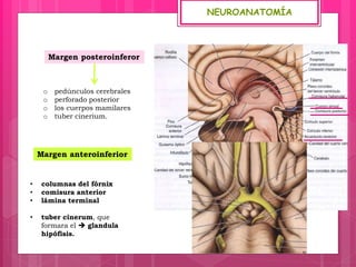 NEUROANATOMÍA
o pedúnculos cerebrales
o perforado posterior
o los cuerpos mamilares
o tuber cinerium.
Margen posteroinferor
• columnas del fórnix
• comisura anterior
• lámina terminal
• tuber cinerum, que
formara el  glandula
hipófisis.
Margen anteroinferior
 