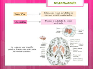 NEUROANATOMÍA
Ubicado a cada lado del tercer
ventrículo
No están en una posición
paralela  extremos anteriores
están mas cercanos.
Estación de relevo para todos los
sistemas sensitivos principales.Función
Ubicación
 