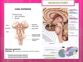 NEUROANATOMÍA
Extremo posterior
Pulvinar  cuelga por encima del colículo superior.
• Cuerpo geniculado lateral
• Cuerpo geniculado medial
Cubierta por
• tela coroidea
• fórnix
Forma parte del piso del
ventrículo lateral.
Tapizada por fibras y por
otras estructuras que limitan
el subtálamo.
Extremo anterior  límite
posterior del F.I.
CARA SUPERIOR
CARA INFERIOR
 