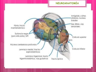 NEUROANATOMÍA
 