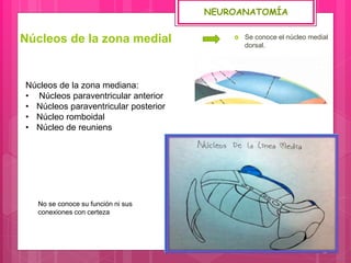 Núcleos de la zona medial  Se conoce el núcleo medial
dorsal.
Núcleos de la zona mediana:
• Núcleos paraventricular anterior
• Núcleos paraventricular posterior
• Núcleo romboidal
• Núcleo de reuniens
No se conoce su función ni sus
conexiones con certeza
NEUROANATOMÍA
 