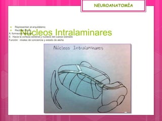 Núcleos Intralaminares
 Representan al arquitálamo
 Reciben fibras:
A: formación reticular
E: Hacia la corteza cerebral y nucleos del cuerpo estriado
Función: niveles de conciencia y estado de alerta
NEUROANATOMÍA
 