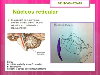 Núcleos reticular
 Es una capa de c. nerviosas.
Ubicada entre la lamina medular
ext y el brazo posteriorde la
capsula interna
Fibras:
A: corteza cerebral y formación reticular
E: desconocido
Función: la corteza cerebral regula el tálamo
NEUROANATOMÍA
 