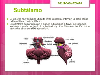 Subtálamo
 Es un área muy pequeña ubicada entre la capsula interna y la parte lateral
del hipotálamo, bajo el tálamo .
 El subtálamo se conecta con el núcleo subtalámico a través del fascículo
lenticular a través del fascículo subtalámico y otras fibras con función motora
asociadas al sistema Extra piramidal.
NEUROANATOMÍA
 