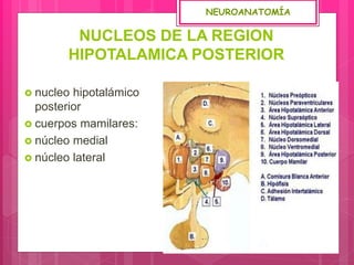 NUCLEOS DE LA REGION
HIPOTALAMICA POSTERIOR
 nucleo hipotalámico
posterior
 cuerpos mamilares:
 núcleo medial
 núcleo lateral
NEUROANATOMÍA
 