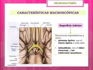 NEUROANATOMÍA
Estructuras hipotalámicas y
otras:
• quiasma óptico, con el
tracto óptico a cada lado
• infundíbulo, con el túber
cinereum, y los
tubérculos mamilares.
CARACTERÍSTICAS MACROSCÓPICAS
Superficie inferior
 