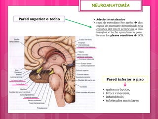 NEUROANATOMÍA
• quiasma óptico,
• túber cinereum,
• infundíbulo
• tubérculos mamilares.
Pared superior o techo  Adecio intertalamico
 capa de epéndimo Por arriba  dos
capas de piamadre denominado tela
coroidea del tercer ventrículo la cual
invagina el techo ependimario para
formar los plexos coroideos  LCR.
Pared inferior o piso
 