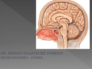 DR. JHONNY UGARTECHE TORRICO
NEUROANATOMIA - UCEBOL
 