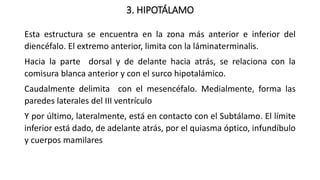 3. HIPOTÁLAMO
Esta estructura se encuentra en la zona más anterior e inferior del
diencéfalo. El extremo anterior, limita con la láminaterminalis.
Hacia la parte dorsal y de delante hacia atrás, se relaciona con la
comisura blanca anterior y con el surco hipotalámico.
Caudalmente delimita con el mesencéfalo. Medialmente, forma las
paredes laterales del III ventrículo
Y por último, lateralmente, está en contacto con el Subtálamo. El límite
inferior está dado, de adelante atrás, por el quiasma óptico, infundíbulo
y cuerpos mamilares
 