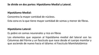 Se divide en dos partes: Hipotálamo Medial y Lateral.
Hipotálamo Medial:
Concentra la mayor cantidad de núcleos.
Esta zona es la que tiene mayor cantidad de somas y menor de fibras.
Hipotálamo Lateral:
Es pobre en somas neuronales y rico en fibras
Los elementos que separan al hipotálamo medial del lateral son las
Columnas del Fórnix y un fascículo que nace desde el cuerpo mamilar y
que asciende de nuevo hacia el tálamo: el Fascículo Mamilotalámico
 