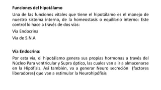 Funciones del hipotálamo
Una de las funciones vitales que tiene el hipotálamo es el manejo de
nuestro sistema interno, de la homeostasis o equilibrio interno: Este
control lo hace a través de dos vías:
Vía Endocrina
Vía de S.N.A
Vía Endocrina:
Por esta vía, el hipotálamo genera sus propias hormonas a través del
Núcleo Para ventricular y Supra óptico, las cuales van a ir a almacenarse
en la Hipófisis. Así también, va a generar Neuro secreción (factores
liberadores) que van a estimular la Neurohipófisis
 