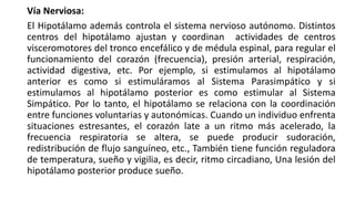 Vía Nerviosa:
El Hipotálamo además controla el sistema nervioso autónomo. Distintos
centros del hipotálamo ajustan y coordinan actividades de centros
visceromotores del tronco encefálico y de médula espinal, para regular el
funcionamiento del corazón (frecuencia), presión arterial, respiración,
actividad digestiva, etc. Por ejemplo, si estimulamos al hipotálamo
anterior es como si estimuláramos al Sistema Parasimpático y si
estimulamos al hipotálamo posterior es como estimular al Sistema
Simpático. Por lo tanto, el hipotálamo se relaciona con la coordinación
entre funciones voluntarias y autonómicas. Cuando un individuo enfrenta
situaciones estresantes, el corazón late a un ritmo más acelerado, la
frecuencia respiratoria se altera, se puede producir sudoración,
redistribución de flujo sanguíneo, etc., También tiene función reguladora
de temperatura, sueño y vigilia, es decir, ritmo circadiano, Una lesión del
hipotálamo posterior produce sueño.
 