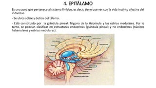 4. EPITÁLAMO
Es una zona que pertenece al sistema límbico, es decir, tiene que ver con la vida instinto afectiva del
individuo.
- Se ubica sobre y detrás del tálamo.
- Está constituido por la glándula pineal, Trígono de la Habénula y las estrías medulares. Por lo
tanto, se podrían clasificar en estructuras endocrinas (glándula pineal) y no endocrinas (núcleos
habenulares y estrías medulares).
 