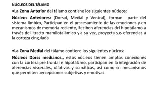 NÚCLEOS DEL TÁLAMO
•La Zona Anterior del tálamo contiene los siguientes núcleos:
Núcleos Anteriores: (Dorsal, Medial y Ventral), forman parte del
sistema límbico, Participan en el procesamiento de las emociones y en
mecanismos de memoria reciente, Reciben aferencias del hipotálamo a
través del tracto mamilotalámico y a su vez, proyecta sus eferencias a
la corteza cingulada
•La Zona Medial del tálamo contiene los siguientes núcleos:
Núcleos Dorso medianos., estos núcleos tienen amplias conexiones
con la corteza pre frontal e hipotálamo, participan en la integración de
aferencias viscerales, olfativas y somáticas, así como en mecanismos
que permiten percepciones subjetivas y emotivas
 