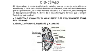 DIENCÉFALO
El diencéfalo es la región anatómica del cerebro que se encuentra entre el tronco
encefálico y la parte central de los hemisferios cerebrales, está limitado lateralmente
por la cápsula interna, en la línea media se encuentra el III ventrículo, el cual lo separa
en dos regiones simétricas. Y a través de él pasan la mayoría de fibras que se dirigen
hacia la corteza cerebral.
• EL DIENCÉFALO SE COMPONE DE VARIAS PARTES O SE DIVIDE EN CUATRO ZONAS
BIEN DEFINIDAS:
1. Tálamo, 2. Subtálamo 3. Hipotálamo y 4.Epitálamo
 