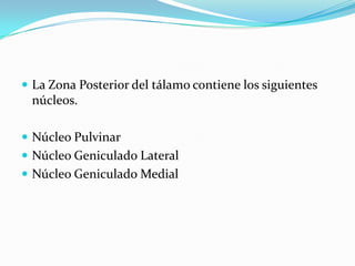  La Zona Posterior del tálamo contiene los siguientes
núcleos.
 Núcleo Pulvinar
 Núcleo Geniculado Lateral
 Núcleo Geniculado Medial
 