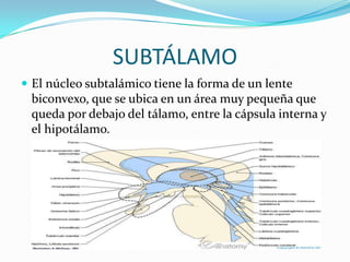 SUBTÁLAMO
 El núcleo subtalámico tiene la forma de un lente
biconvexo, que se ubica en un área muy pequeña que
queda por debajo del tálamo, entre la cápsula interna y
el hipotálamo.
 