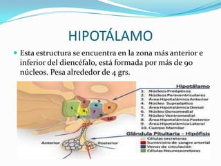 HIPOTÁLAMO
 Esta estructura se encuentra en la zona más anterior e
inferior del diencéfalo, está formada por más de 90
núcleos. Pesa alrededor de 4 grs.
 
